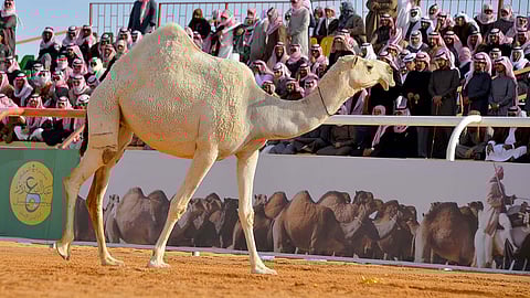 «رماح» تسخِّر إمكاناتها لاستقبال زوار مهرجان الملك عبدالعزيز للإبل