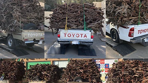 ضبط 10 سيارات محمّلة بـ10 أطنان حطب بمدينة بريدة