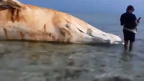 بالفيديو.. نفوق حوت ضخم أحدث ضحايا ألغام الحوثي