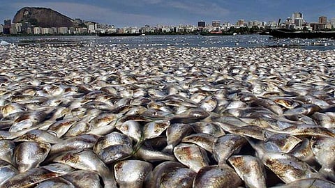 روسيا تعتزم حظر استيراد أسماك نرويجية في يناير