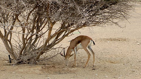 الزياني يُشيد باهتمام دول مجلس التعاون الخليجي بـ«الحياة الفطرية»