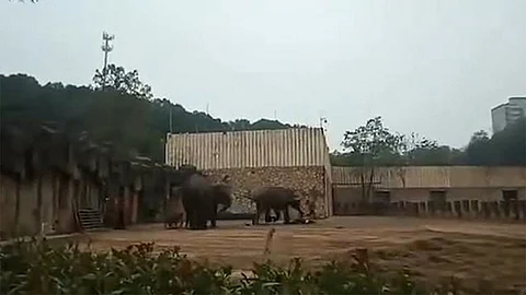بالفيديو.. فيل يدهس مدرِّبه حتى الموت