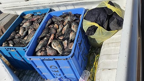 إتلاف 130 كيلوجرام «أسماك فاسدة» قبل دخولها إلى مكة