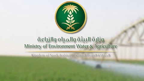 وزارة البيئة توضح طريقة «ترقيم الإبل» وتؤكد: يحد الحوادث