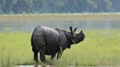 العثور على وحيد قرن نادر نافقًا في نيبال.. ومسؤول: نحقق في الأمر