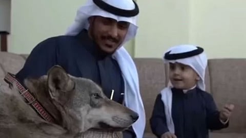 عائلة تعيش مع الذئاب بمنزل واحد في الجوف