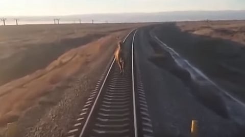 فيديو.. «جمل عنيد» يؤخر قطارًا روسيًّا بعد واقعة القضبان