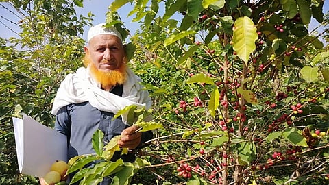 هيئة تطوير المناطق الجبلية: نسبة الإقبال على زراعة البن زادت 100%