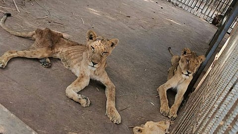 بالصور.. أسود جائعة في حديقة القرشي تثير الجدل في السودان