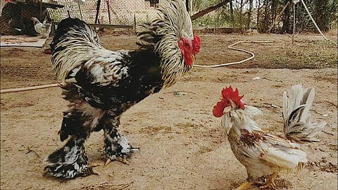 ديك يقتل صاحبه بضربة قاتلة