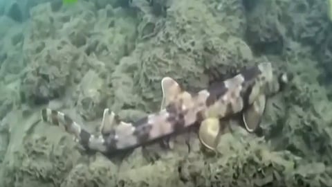 بالفيديو.. 4 أنواع جديدة من الأسماك يمكنها المشي