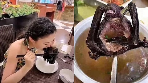 بعد الثعابين.. شبهات حول تسبب «حساء الخفافيش» في تفشي فيروس الصين