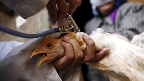 «البيئة» تُسجل بؤرة إصابة بإنفلونزا الطيور (H5N8) وتتخلص من 35 ألف طائر بالرياض