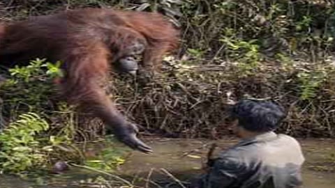 صورة مؤثرة توثق إنقاذ قرد لرجل من بركة ثعابين