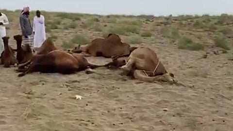 «البيئة» تكشف تفاصيل مقطع نفوق الإبل وتؤكد: رش الجراد ليس المتهم فيها