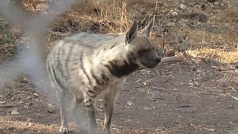 «ضبع» يحفر نفقًا للهروب من حديقة حيوان نيجيرية قبل ضبطه