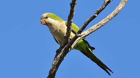 إسبانيا تخصص 3 ملايين يورو لإبادة «الببغاوات الأرجنتينية»