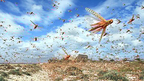 فيديو لحظة غزو أسراب الجراد لمزارع الدوادمي