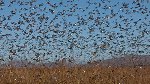 «البيئة» توضح أسباب ظهور أسراب الجراد بكثافة في 4 مناطق بالمملكة