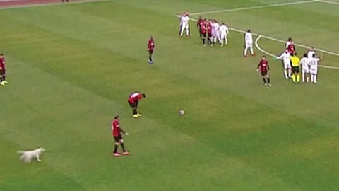 بالفيديو.. كلب تركي يقتحم ملعب كرة قدم ويوقف مباراة