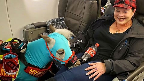 بالصور.. رحلة جوية أمريكية تصدم ركاب الدرجة الأولى بـ«حصان»