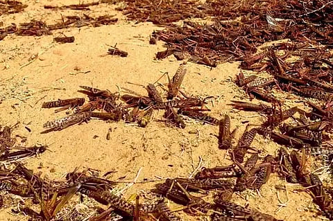 بالفيديو.. أسراب الجراد تغزو الدمام والخبر.. والبيئة: كونوا شركاء