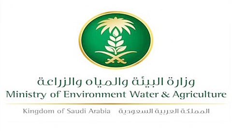 «البيئة» تقضي على الجراد في 4 مناطق.. وتكشف توقّعات الأسابيع القادمة