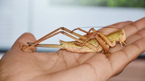 مسؤول يدعو إلى ترك أكل الجراد: «مسمم بمبيدات الرش»