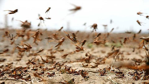 «طقس العرب» يكشف توقعاته حول حركة الجراد خلال الساعات القادمة