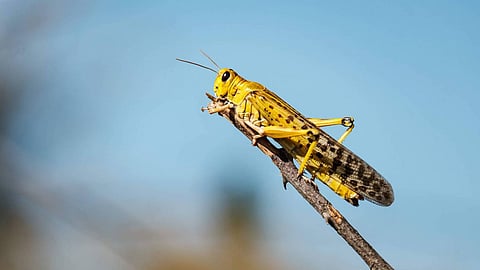 بالفيديو.. «البيئة» تنفي نقل الجراد لفيروس كورونا.. وتؤكد صعوبة مكافحته داخل المدن