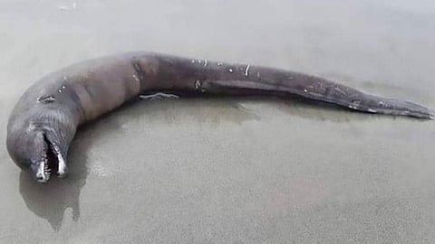 شاهد.. كائن بحري غريب بأسنان حادة يقتحم أحد شواطئ المكسيك