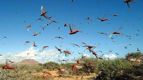 بـ76 مليون دولار.. خطة أممية لمكافحة تهديد الجراد
