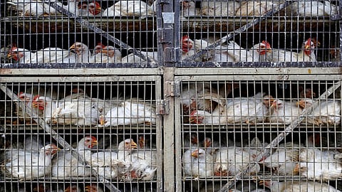 أمانة الجوف تنفذ إجراءً احترازيًّا جديدًا بسبب إنفلونزا الطيور