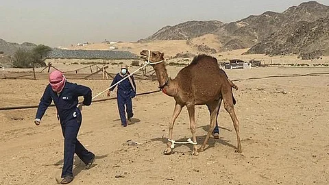 بالصور.. إزالة 12 حظيرة عشوائية مُخالفة جنوبي مكة