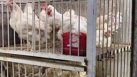 إغلاق جميع أسواق الطيور بمكة