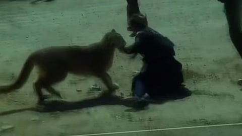 بالفيديو.. أسد جبلي يهاجم ضابطة وشجاعتها تنقذها