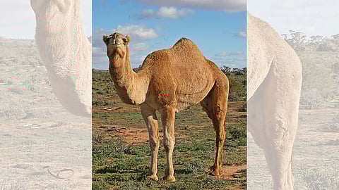 «النمر» يكشف علاقة لحم الحاشي والإصابة بفيروس كورونا