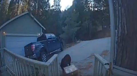 فيديو.. دب يسرق طعام الكلاب من أمام منزل بكاليفورنيا