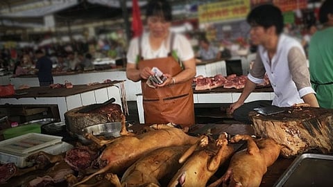 تعرف على تفاصيل أول قرار لمدينة صينية بحظر أكل القطط والكلاب