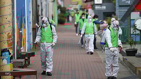 حمى الخنازير الإفريقية وكورونا يلتقيان في كوريا الجنوبية