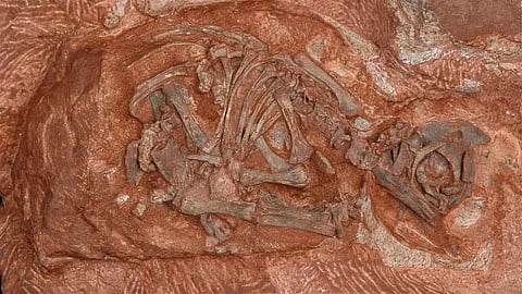 باستخدام تكنولوجيا معقدة... علماء يعيدون بناء جماجم ديناصور متحجرة