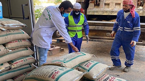 بالصور.. «أرز بالحشرات ومخلفات الفئران» داخل مستودع مخالف بالجوف