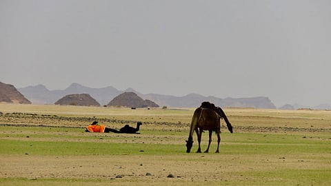 بالصور.. صحراء وسهول برقاء القطف تكتسي باللون الأخضر في العيد