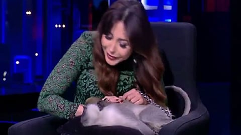 فيديو.. إعلامية مصرية تهرب من الاستديو بسبب قرد