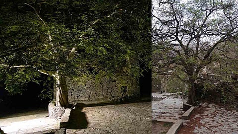 تفاعل مع معاناة «شجرة الحمرة».. وأمير منطقة عسير يتدخل لإنقاذها