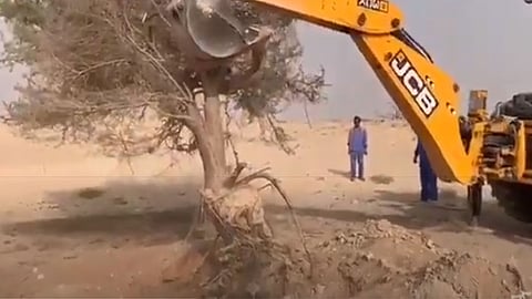 بالفيديو.. وزارة البيئة تتدخل لإنقاذ شجرة طلح معمرة بالمذنب