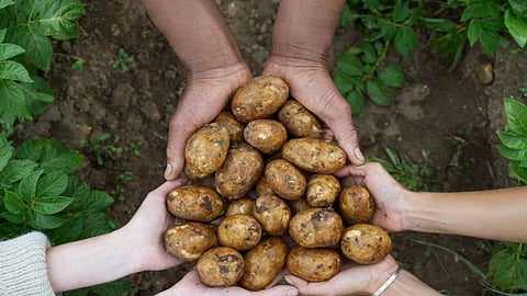 خبير بالعلاج الطبيعي يكشف سر البطاطس في تخفيف آلام الرقبة والظهر