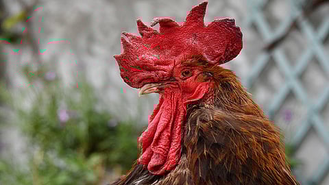 كان «يصيح» بأمر من المحكمة.. نفوق الديك الفرنسي موريس