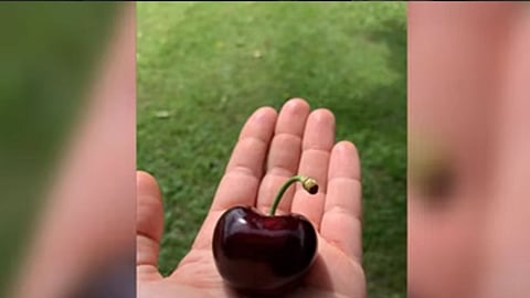 بالفيديو.. حطم الرقم القياسي العالمي.. العثور على كرز عملاق في مزرعة إيطالية