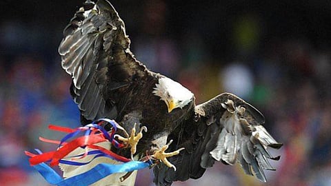 فيديو.. وفاة النسر «كايلا» تميمة نادي كريستال بلاس